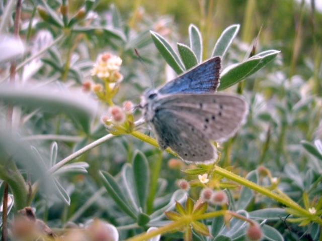 Mission blue butterfly a small blue butterfly perches on a plant stem