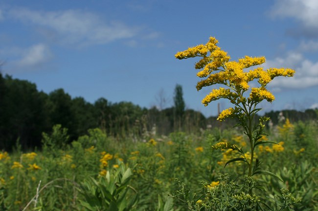 Mnoke Prairie Goldenrod Flower Fall Closeup photo of a lone yellow goldenrod wildflower surrounded other foliage off the Mnoke Prairie trail in the fall by NPS Staff, Katrina George.