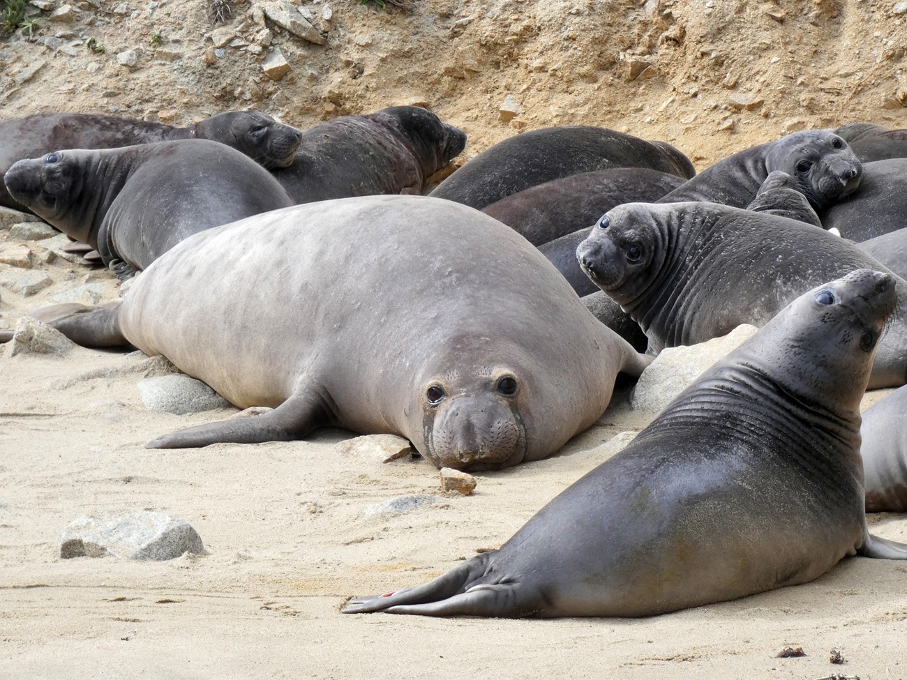 Large female among pups A large female elephant seal stands out in a group of smaller black and gray pups clustered together on a beach.