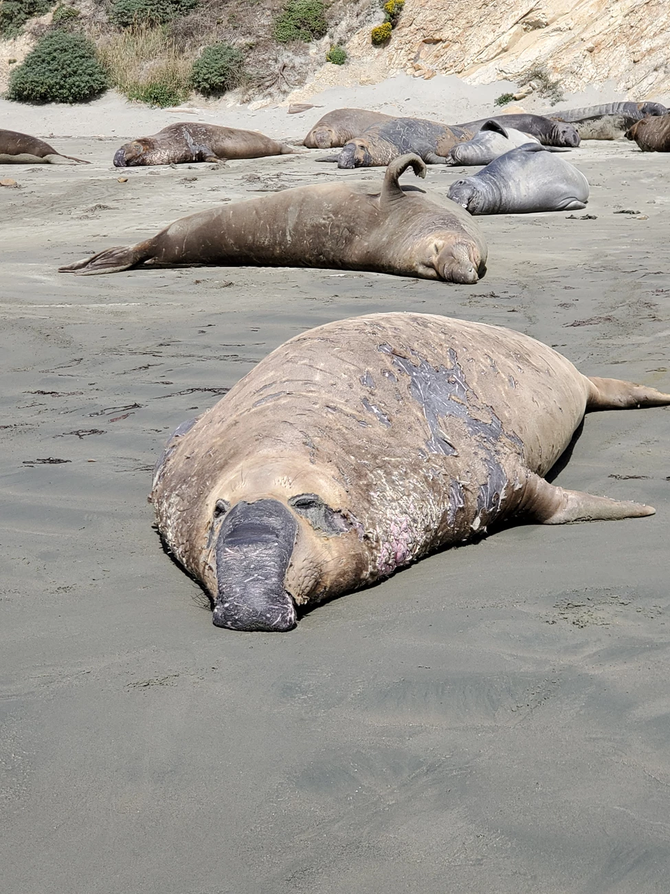 Molting elephant seal Head-on view of a large elephant seal snoozing on the beach. His old, scratched-up, tan-colored fur is starting to fall off in a few places--most visibly around his eyes, proboscis, and left shoulder--revealing a fresh gray coat below.