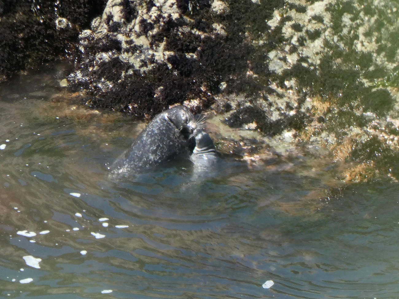 Mom and pup harbor seals Mother and pup harbor seals nose to nose as they rest with their hind ends in the water on a large, algae-covered rock.