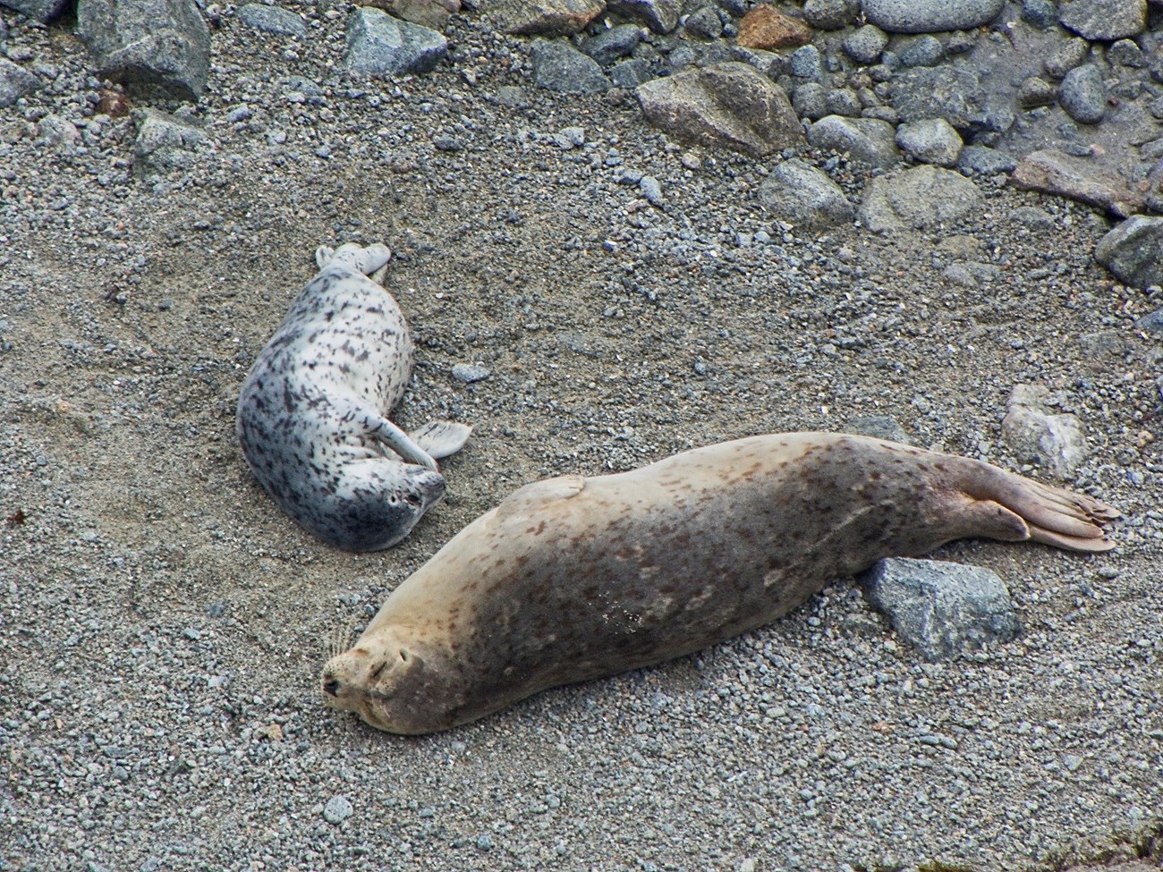 Harbor seal mom with a beautiful, speckled coat in shades of brown, snoozing beside her gray, white and black-speckled pup on a coarse sandy, rocky shore.