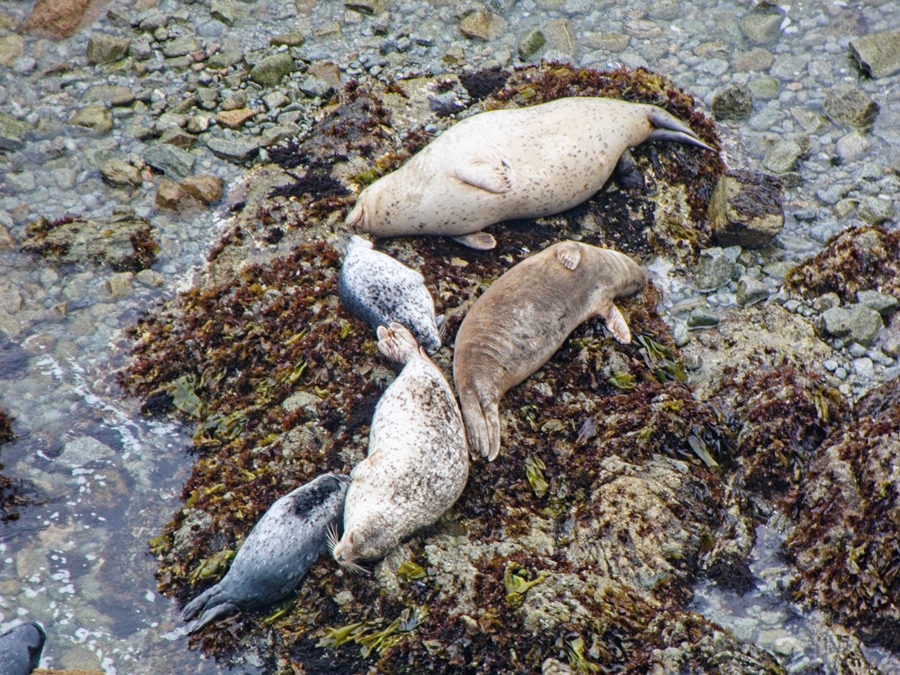 Harbor seal moms and pups Three larger and two smaller harbor seals all asleep on algae-covered rocks surrounded by tiedpools.