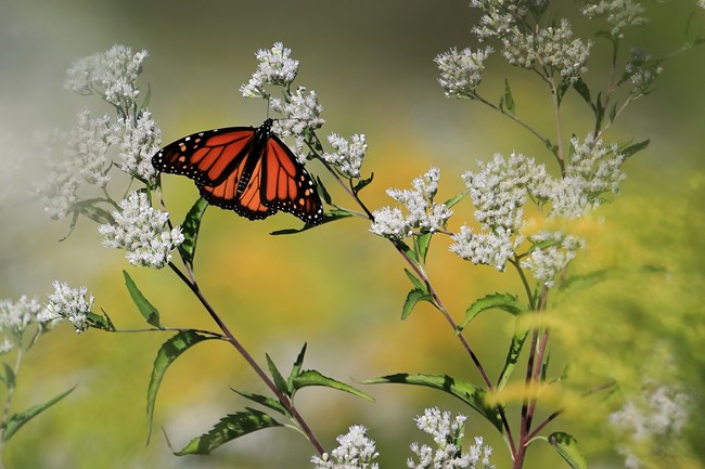 Monarch butterfly perched on a white perennial herb with a blurred yellow background