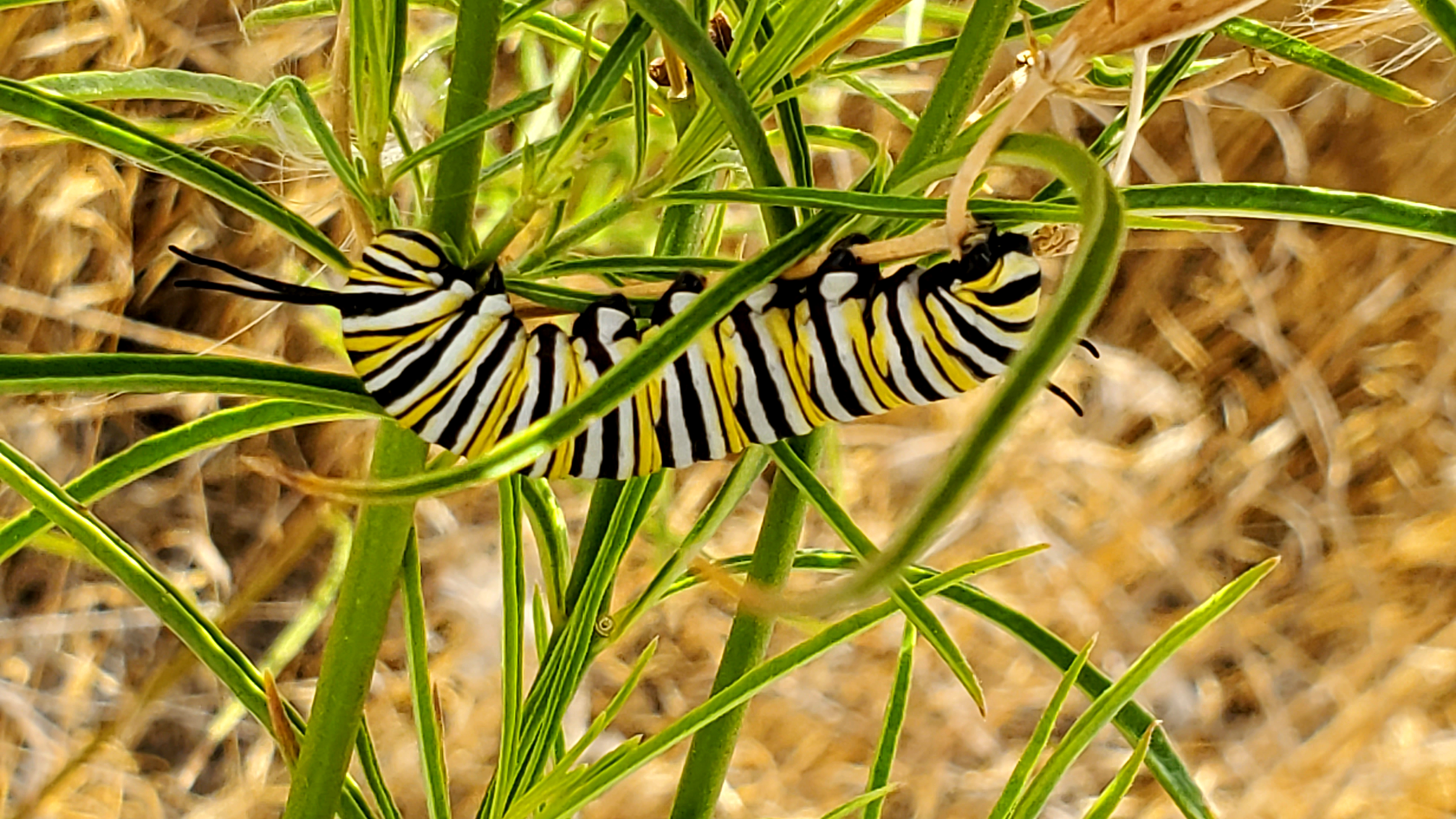 Closeup of a black, yellow, and white caterpillar on a green plant with thin, whip-like leaves