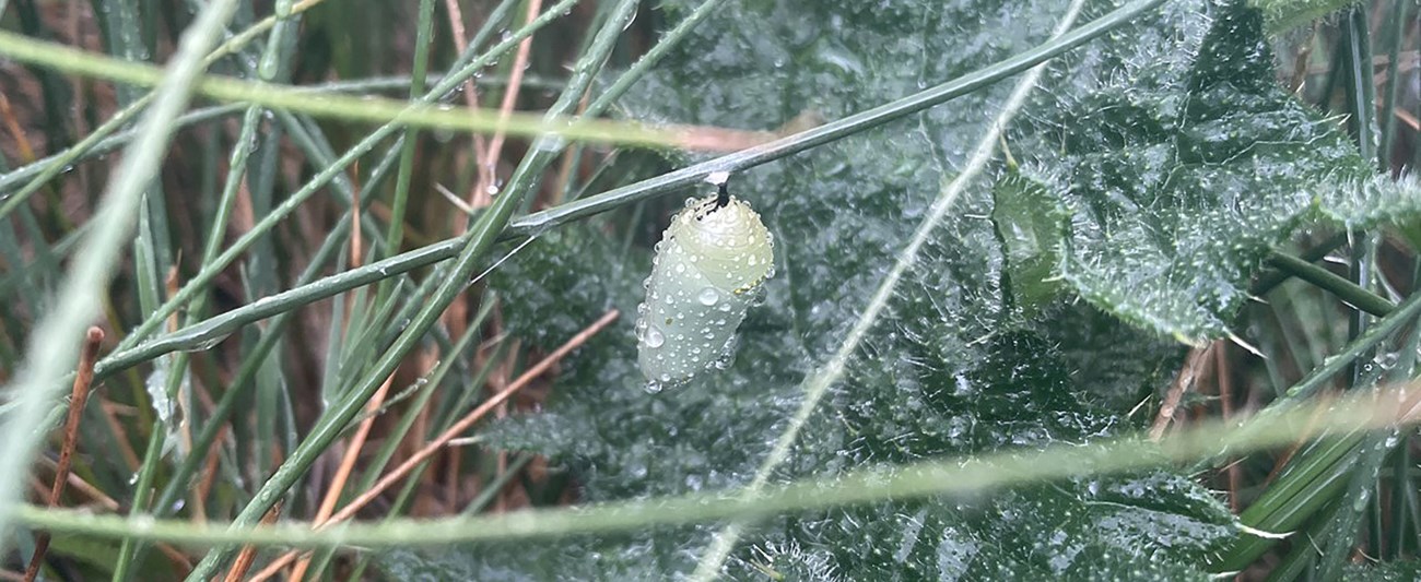 Monarch chrysalis hangs from a green stalk among vegetation.