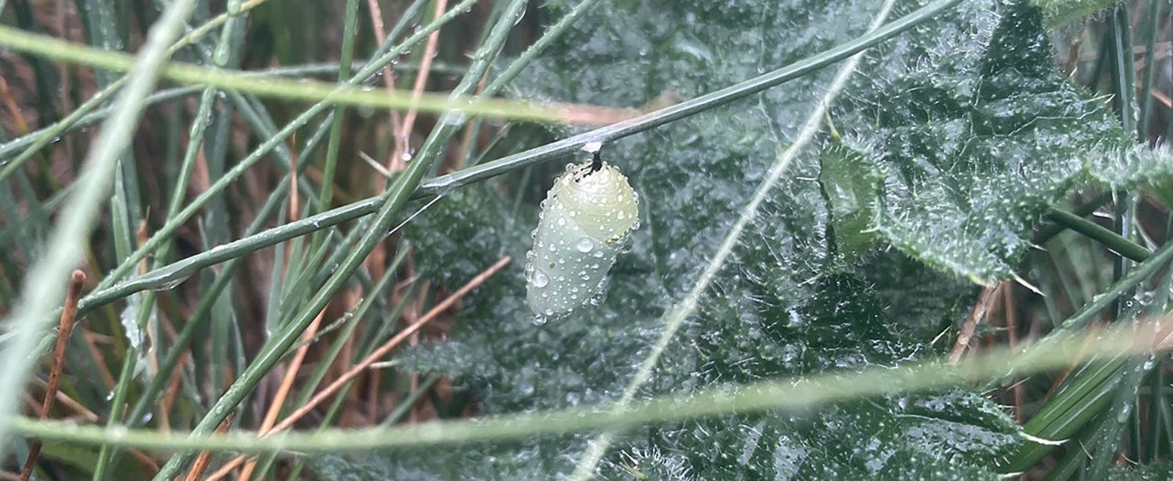Monarch chrysalis Monarch chrysalis hangs from a green stalk among vegetation.