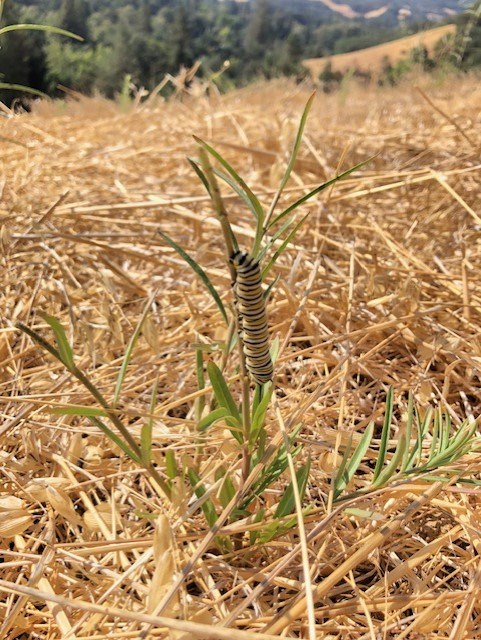 Large black, white, and yellow striped caterpillar on a plant with narrow leaves
