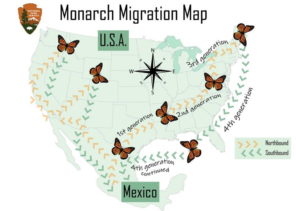 Monarch migration map illustration showing the flight paths of the eastern and western butterfly populations