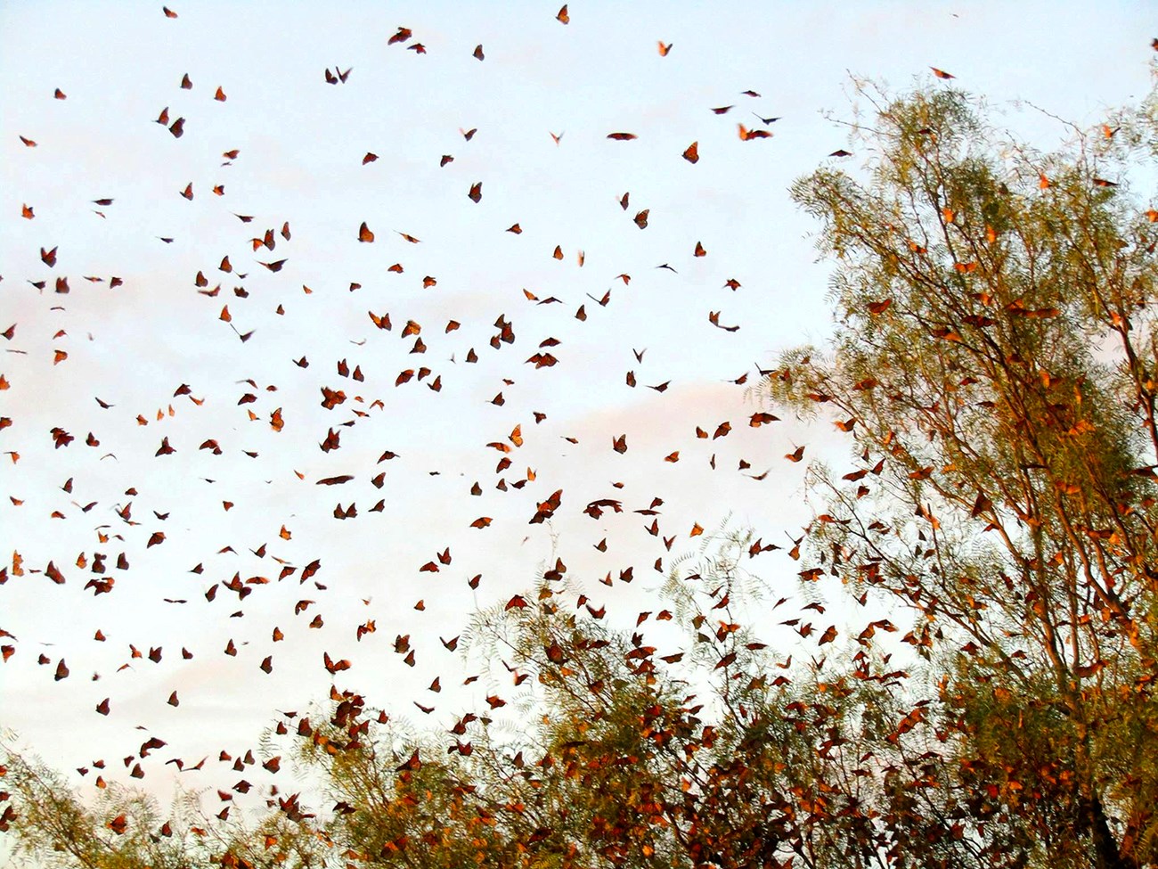 Monarch migration. Hundreds of monarchs fly past green vegetation.