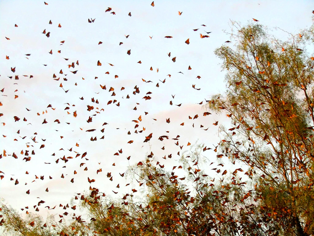 Monarch migration Monarch migration. Hundreds of monarchs fly past green vegetation.