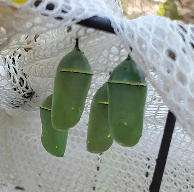 Four pale green pupae with gold spots hang from white mesh fabric