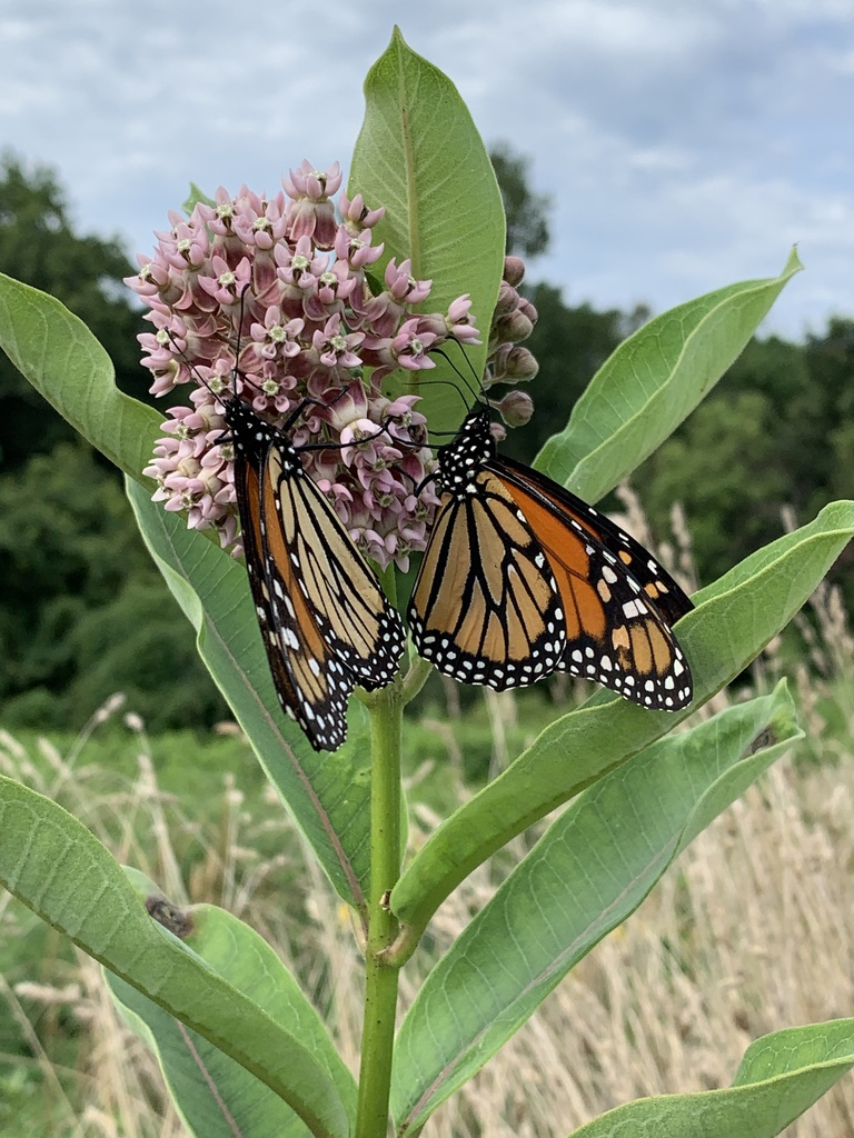 Two orange monarch butterflies drink nectar from the pale lavender flowers of a milkweed plant