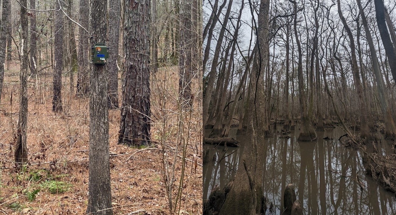 Scenes from HOBE and CONG ARD on a tree in a forest and a swamp