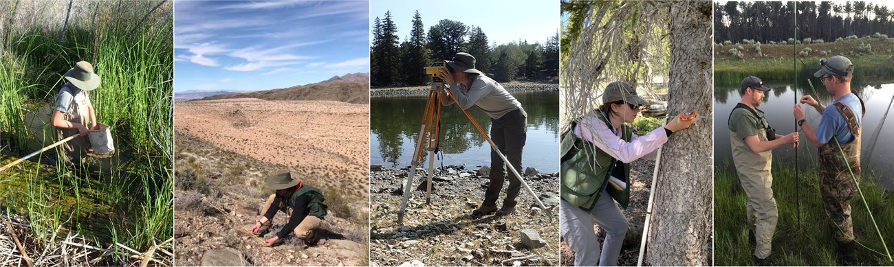 Monitoring springs, vegetation, lakes, and bats in MOJN parks. Series of five field monitoring photos showing scientists monitoring desert springs, upland vegetation, lake level, tree diameter, and preparing to capture bats in a mist net.