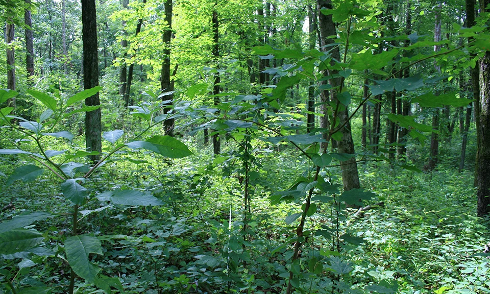 A monitoring site at Lincoln Boyhood National Memorial A forest of bright green-leaved trees and a forest floor covered in green tree seedlings and saplings.