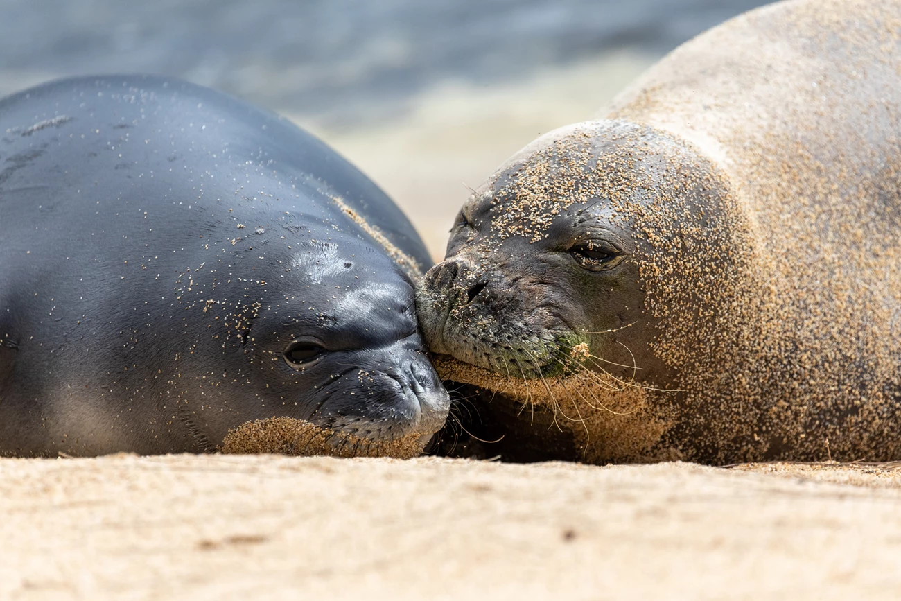 Monk seal mom and pup A monk seal mother nudges her pup as they lay on a sandy beach