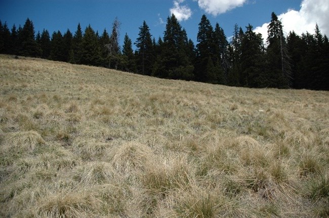 grasses on a gradual slope with evergreens in the background and a blue sky