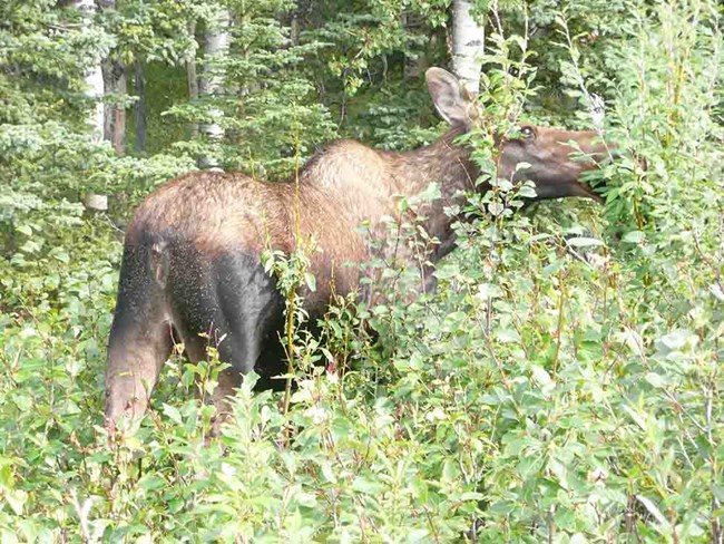 Moose-Healy4_web A moose browsing on saplings.