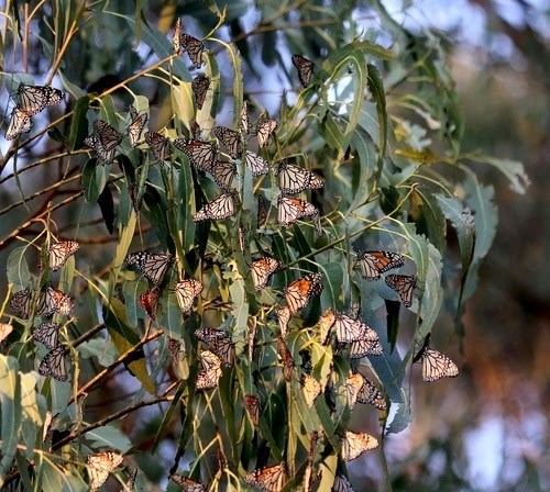 Monarch butterflies clustered together on eucalyptus leaves.