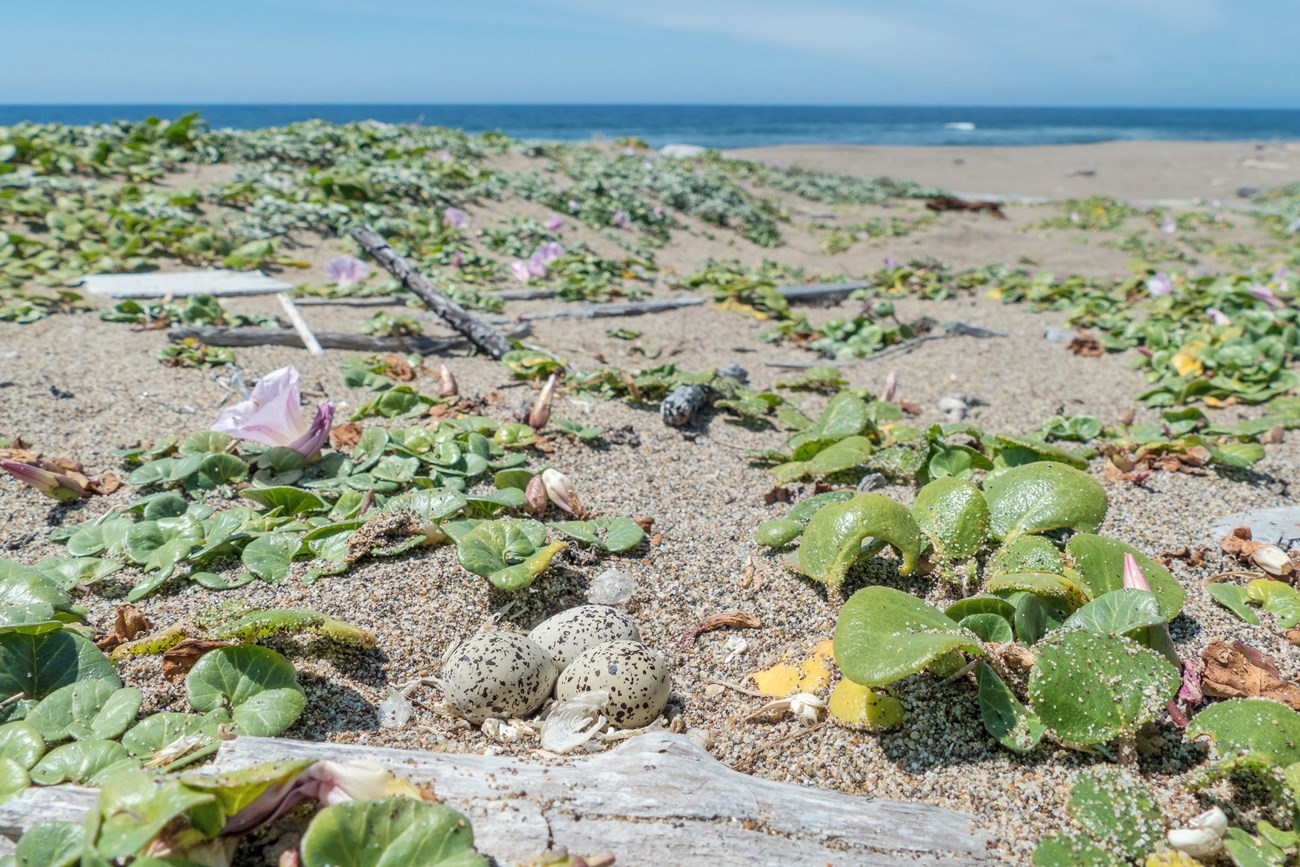 Three speckled, sand-colored eggs in a shallow depression in the sand. They are surrounded by low-growing beach morning glories and bits of driftwood. In the distance, the ocean stretches out to the horizon.