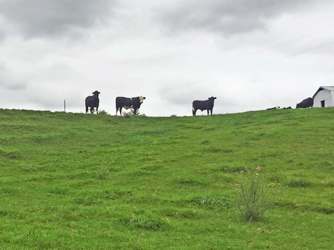 Grassy field with two cows and white farm buildings on horizon