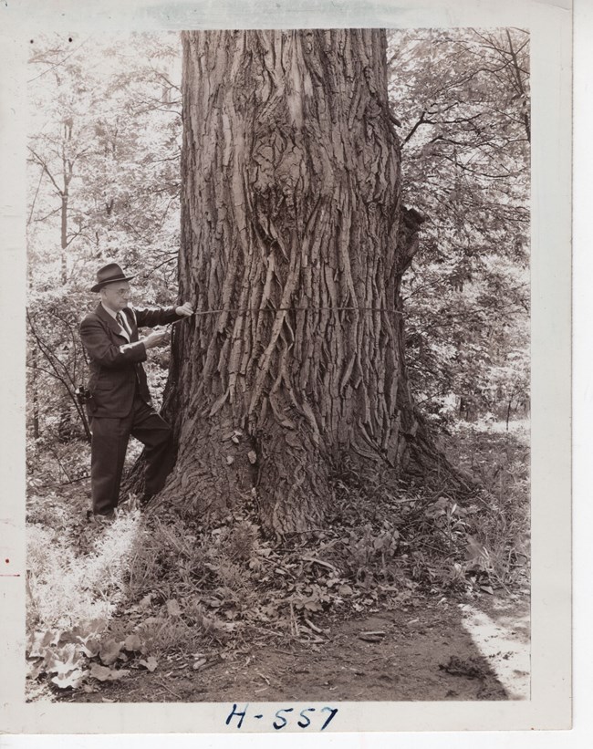 Black and white photo of an older man in a suit and hat with binoculars slung over his shoulder. He stands holding a measure tape wrapped around a massive tree trunk.
