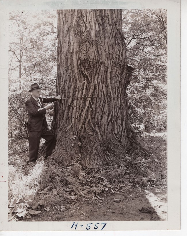 The Cleveland Museum of Natural History measured each nominated Moses Cleaveland Tree verifying its estimated age. Black and white photo of an older man in a suit and hat with binoculars slung over his shoulder. He stands holding a measure tape wrapped around a massive tree trunk.
