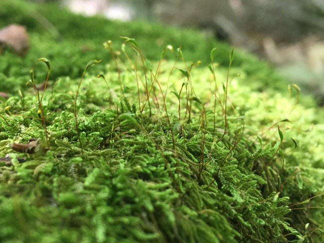 Close up view of moss showing sporophytes