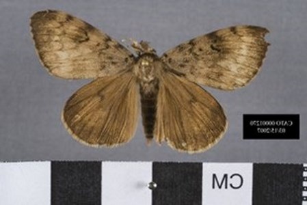 Moth moth specimen