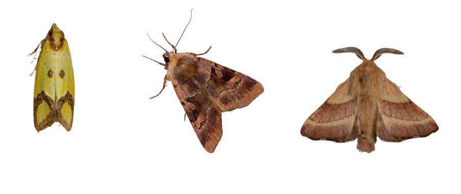 Close of up three moths with varying morphology
