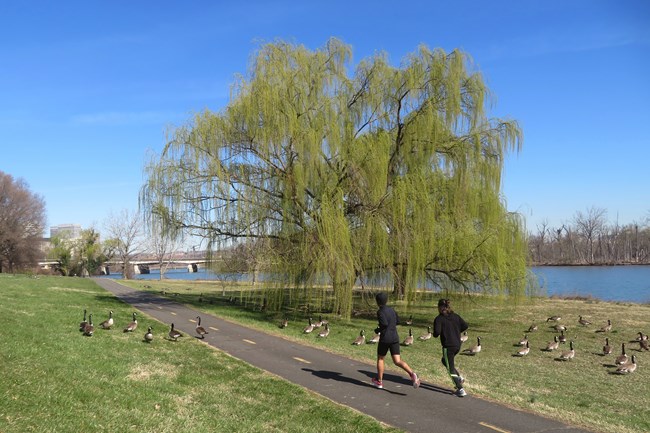 Joggers on the Mount Vernon Trail