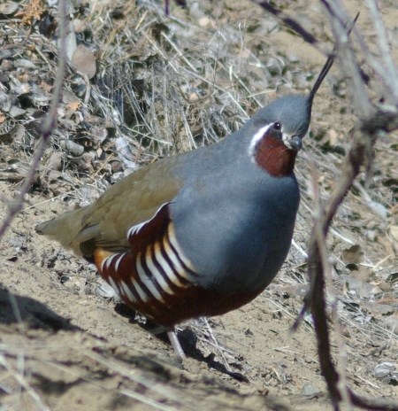 Mountain Quail a grey, brown, white, and maroon bird