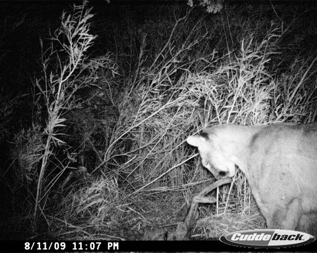 MountainLionK A wildlife camera captured an image of a mountain lion in a grassy area..