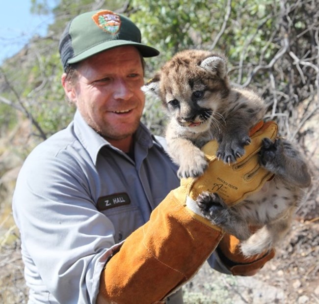 A biologist wearing gloves holds a baby mountain lion