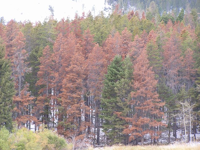 Mountain_Pine_Beetle_(3762886737) Color photograph of forest trees with red-colored dead trees interspersed with green-colored live trees.