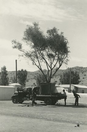 large olive tree in bed of truck, men working