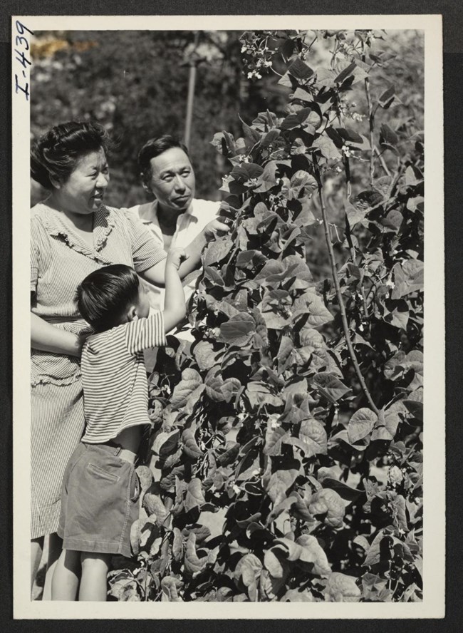 Mr. and Mrs. Kumazo Ambo, with their son, Masato Dennis Japanese American family picks produce from a tall plant with vines and leaves. The husband stands at the back facing the camera. His wife stands next to him, facing sideways. Their young son reaches up into the leaves and faces away from the camera.