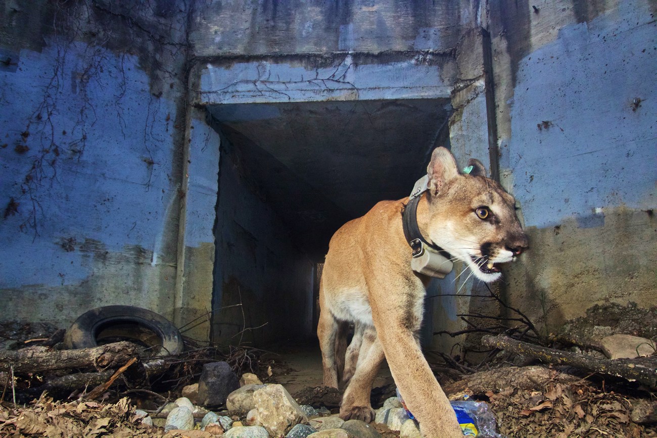 Big cat fitted with a tracking collar and turquoise ear tag emerges from a debris-strewn concrete road underpass.