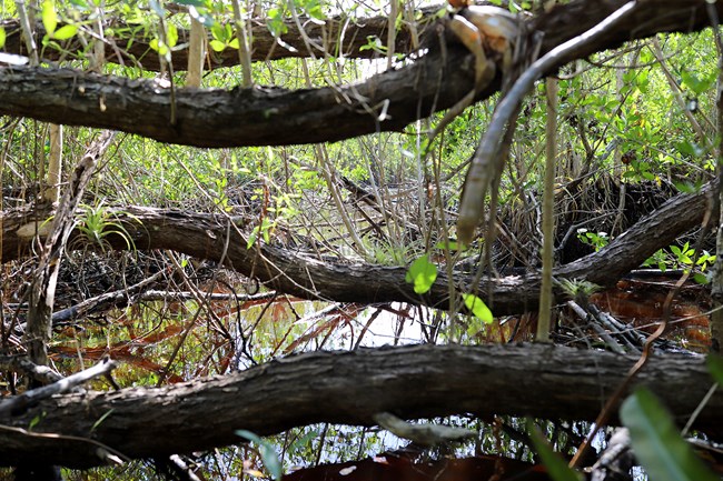 Mud Lake Canal Closeup of branches and tangled green vegetation over a reflective stream
