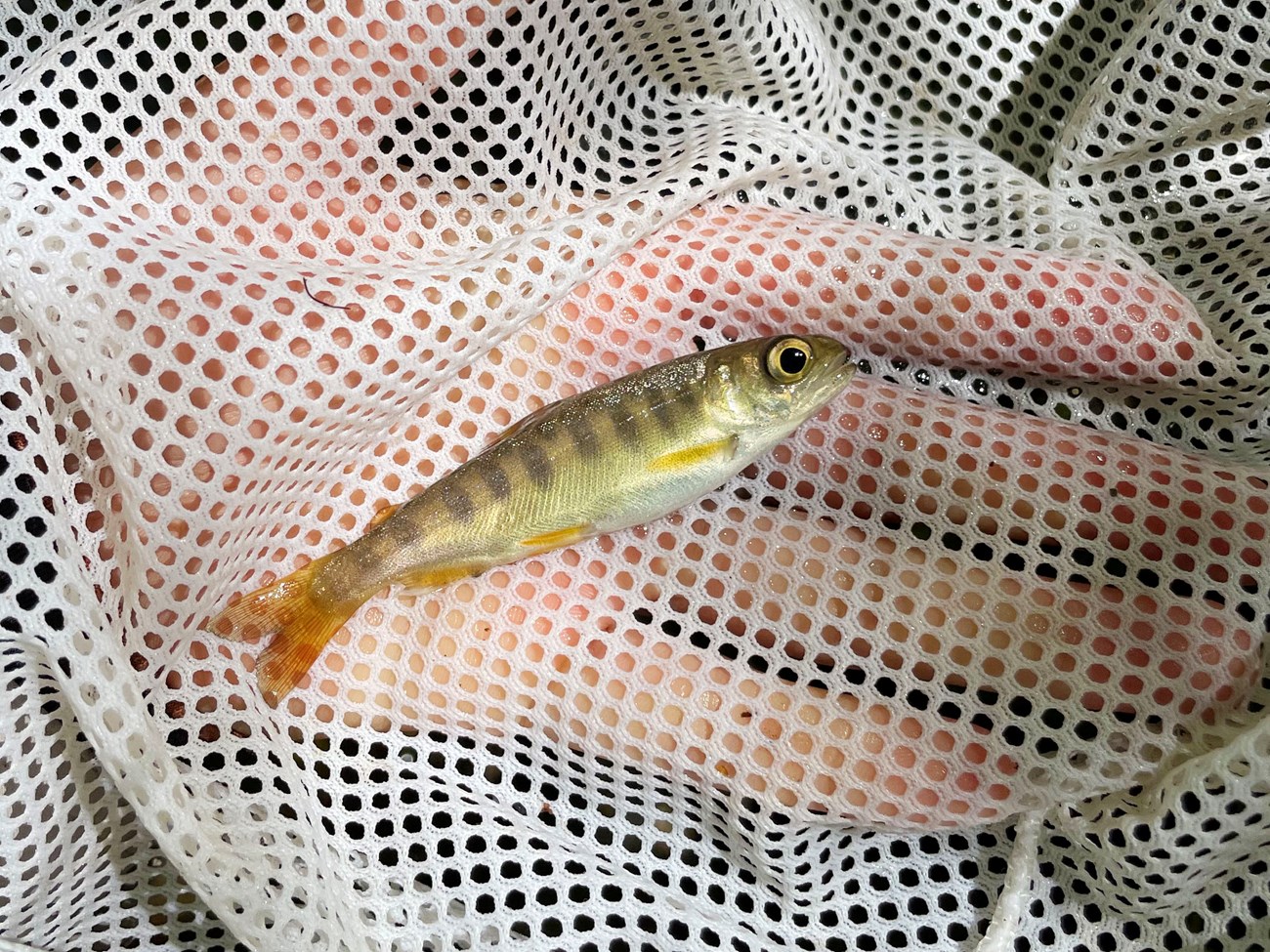 Juvenile coho Hand lifting a small salmon with dark banding and a reddish tail out of a net from below.