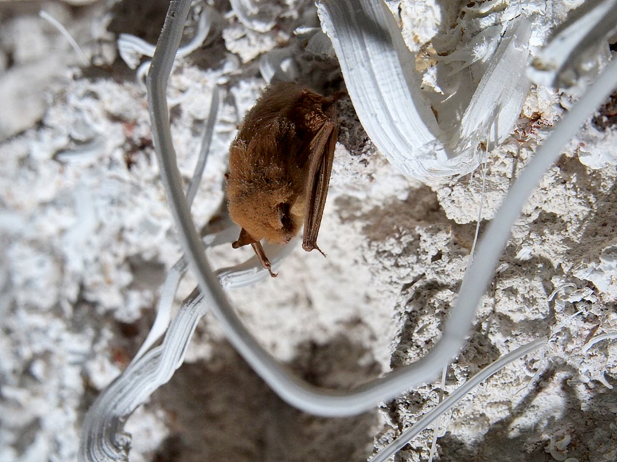 The lifelike corpse of a brown bat hangs from the ceiling of a cave.