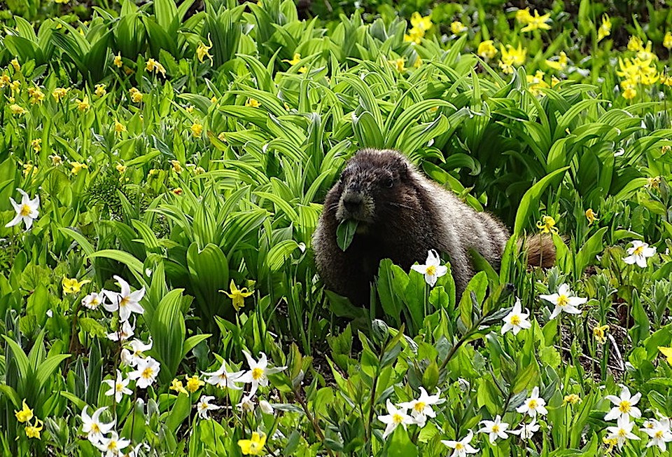 Munching Marmot A marmot with a leaf hanging out of its mouth in a lush green meadow.