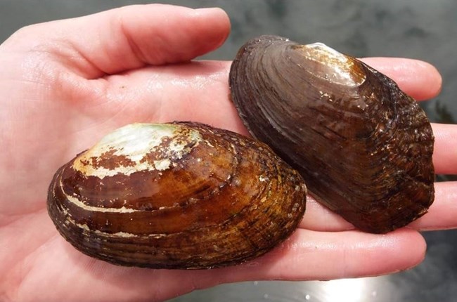 Arkansas brokenray (Lampsilis reeveiana) and Flutedshell (Lasmigonia costata) mussels