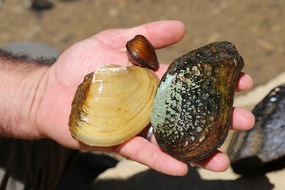 Freshwater Mussel Relocation Project Endangered Species of Mammoth