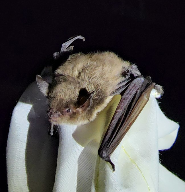 Small brown bat being held by gloved hand.