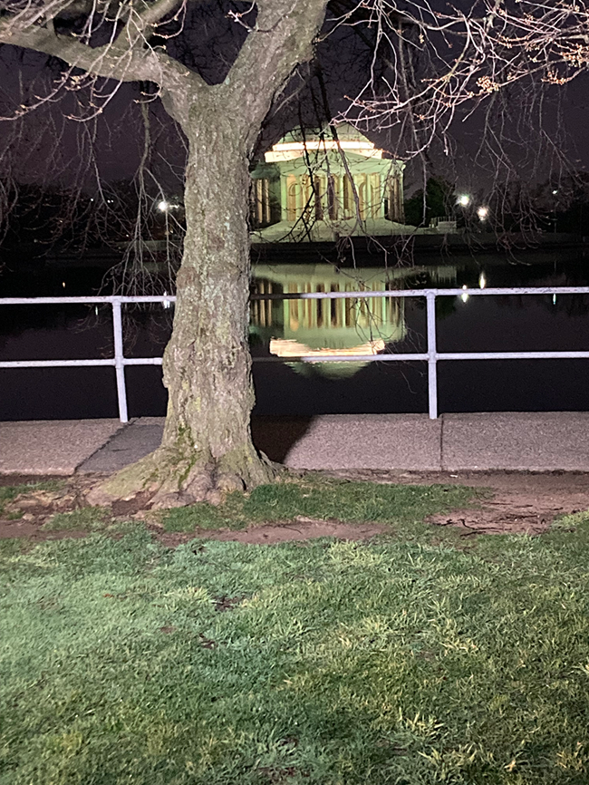 The illuminated Jefferson Memorial sits in the middle of the dark Tidal Basin. A bare cherry stands in the foreground.