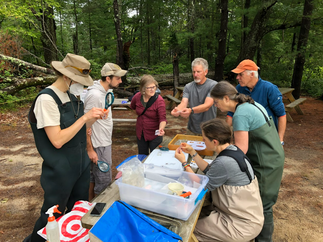 Dragonfly Identification in the Nashua River a group of people gather around a picnic table to identify dragonfly larvae