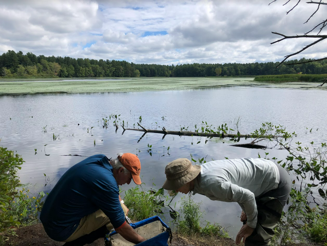 Searching for dragonfly larvae two people search for dragonfly larvae on the bank of a stagnant river