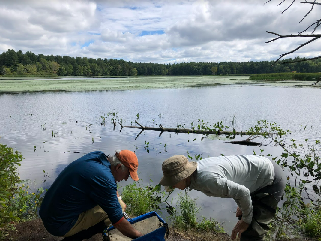 two people search for dragonfly larvae on the bank of a stagnant river